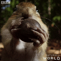 Natural World Food GIF by BBC Earth