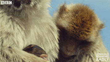 Angry Monkey GIF by BBC Earth
