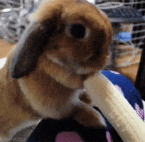 banana GIF banana GIF