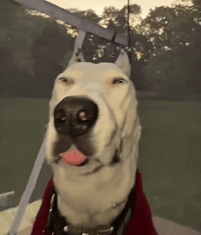 Dog Tongue GIF
