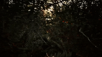 Swamp GIF by American Experience PBS