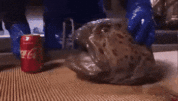 Fish Demon GIF
