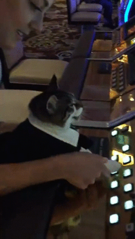 cat slots GIF