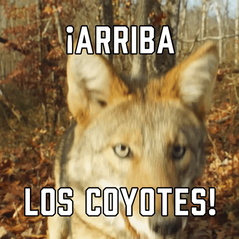 Phoenix Coyotes Sport GIF by Sealed With A GIF