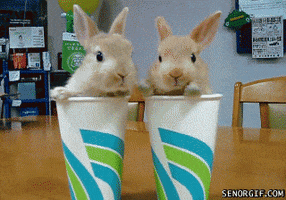 Video gif. Two bunnies squished into matching cups stare at us and crinkle their noses adorably.