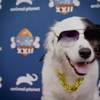 Dog Sunglasses GIF by Puppy Bowl