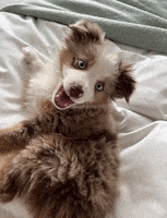 Border Collie Mack GIF by The Siciliano Group