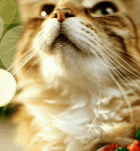 Cat Vibing GIF by KPN