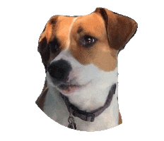 Happy Dog Sticker by Syzygy Events