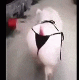 Just for Laughs  Nonsensical 無厘頭图片