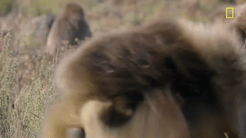 nat geo baboon GIF by National Geographic Channel