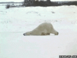 Wildlife gif. Wide shot of a polar bear. With its face and arms lazily lying on the ground, it pushes itself along with its hind legs.