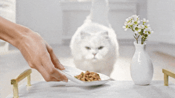 Fancyfeast GIF by PurinaUS