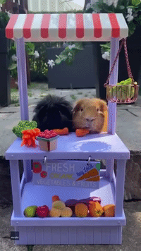 'Buy Local': Guinea Pigs Man Miniature Farm Stand