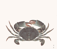 images Japanese Spider Crab Gif spider crab gifs get the best gif on