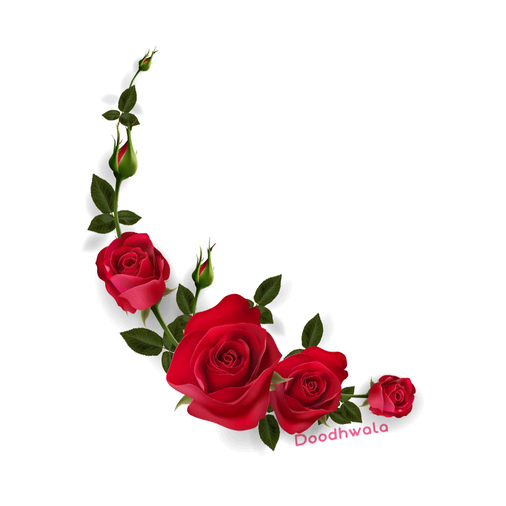 Red Rose Love Sticker for iOS & Android | GIPHY
