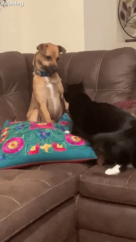 Video gif. A small dog and cat play fight on a sectional sofa. The dog is backed into a corner and raises its paws as the cat slinks closer, flicking its tail in excitement. 