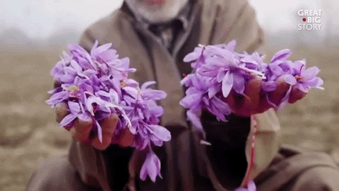 saffron gif botanical witchipedia