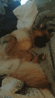 roll over good morning GIF