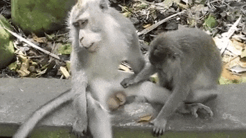 xavierbarthelemy #monkey #penis GIF