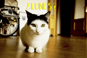 enelnombredelgatocom cats gatos lunes enelnombredelgato.com GIF