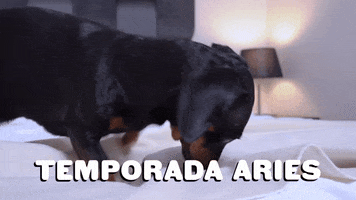 Dogs Astrology GIF by Sealed With A GIF