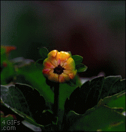 Flower Dahlia GIF