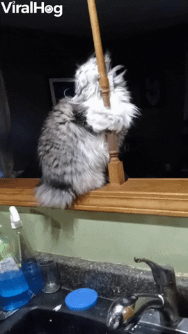 Cat Shows Off Dance Moves GIF by ViralHog