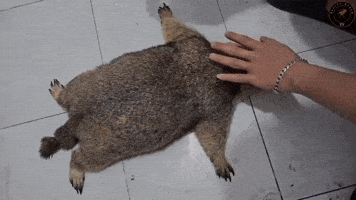 Cleaning GIF