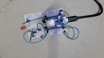 anaptfox  GIF