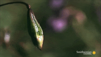 Rapidplantmovement GIF