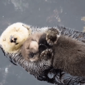Sea Otter GIF