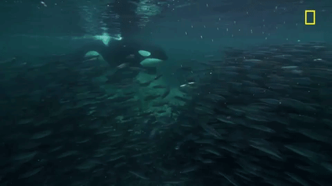 Nat Geo Ocean GIF by National Geographic Channel - Find & Share on GIPHY