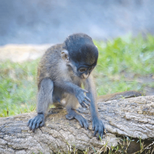 baby animals monkey GIF by San Diego Zoo