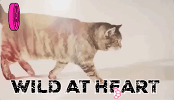 the wild at heart cat the wild at heart cat