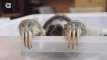 Video gif. A sloth has its claws on the edge of its bucket and it slowly juts its head between. It smiles slowly as it continues approaching us.