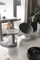 cat roomba GIF