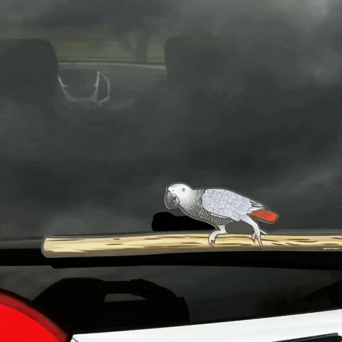 grey parrot birds GIF by WiperTags