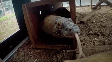 Komodo Dragon Biology GIF
