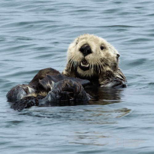 Sea Otter Beauty GIF by Monterey Bay Aquarium
