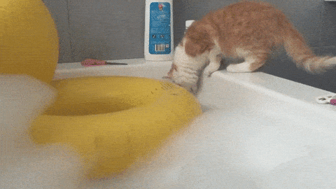 Actions Gif Primogif, Cat In Bathtub Gif