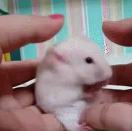 giphy.gif?cid=ecf05e47st8olzciffhzlb5fb9