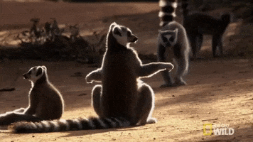 sunning national geographic GIF by Nat Geo Wild