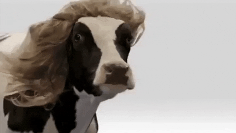 Cow GIF by Doja Cat - Find & Share on GIPHY