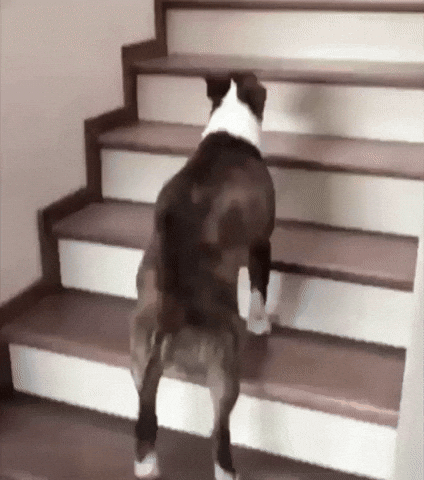 bouncing up stairs