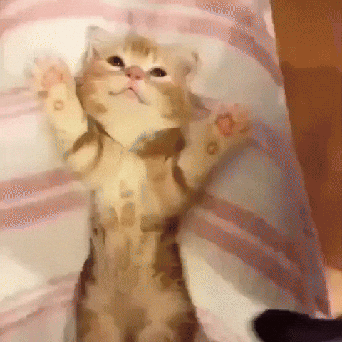 Video gif. Kitten is lying in bed with its little paws raised. Someone puts a blanket over them and they stretch with comfort as their head gets a scratch.
