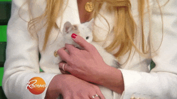 cat love GIF by Rachael Ray Show