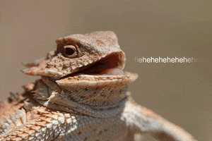 Video gif. A lizard's body is moving up and down in conjunction to its mouth as it laughs. Text, "hehehehehe."