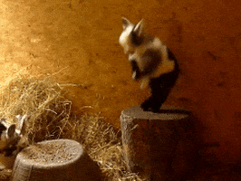 excited goat GIF