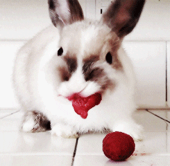  rabbit bunny GIF